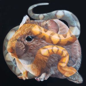 Acrylic painting of a vole facing to the left intersecting with a snake facing to the right